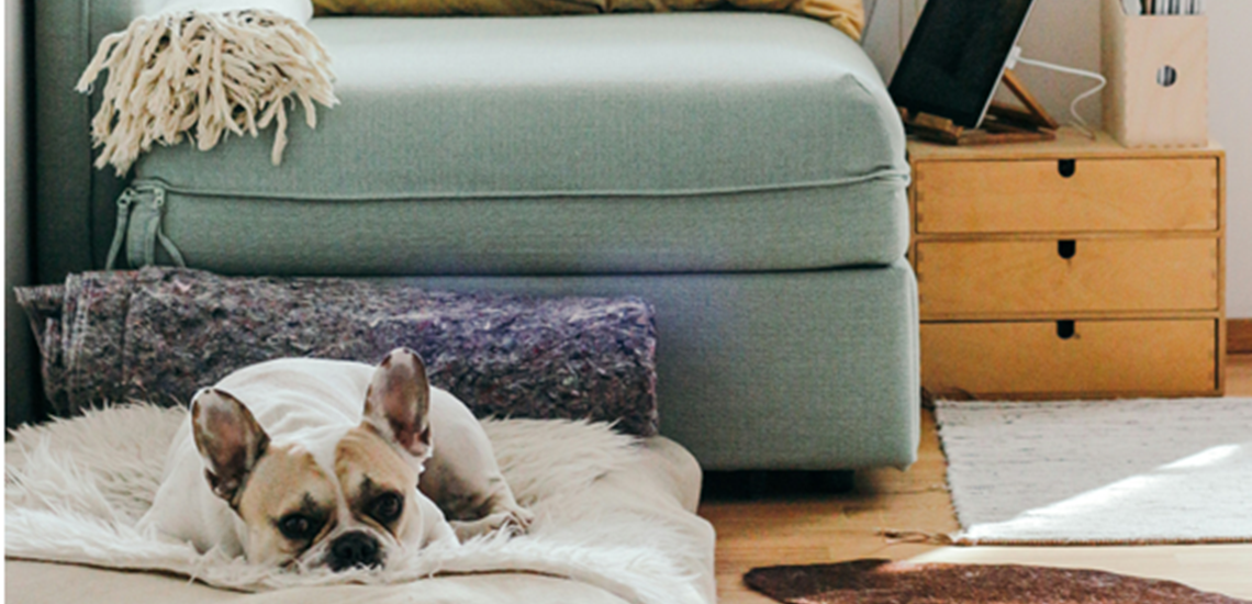 lounge-living-room-dog