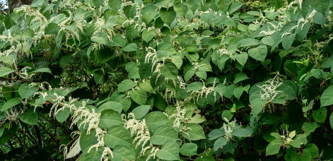 japanese-knotweed