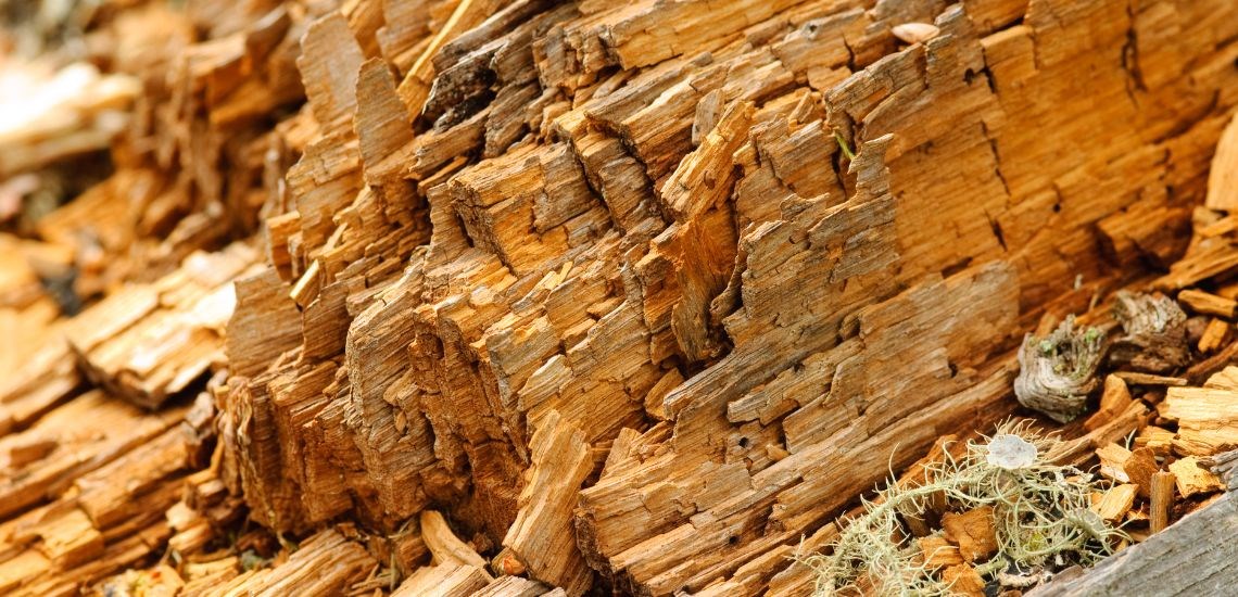 wood-eaten-by-woodworm